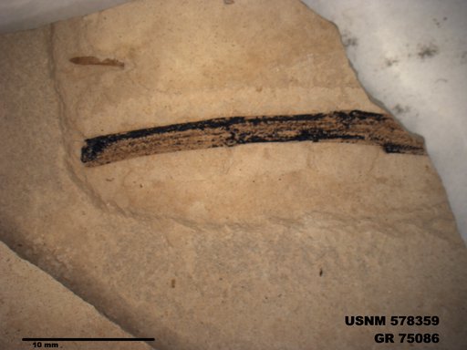 Genus sp
