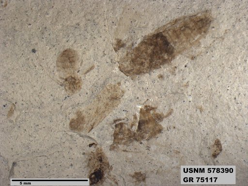 Genus sp