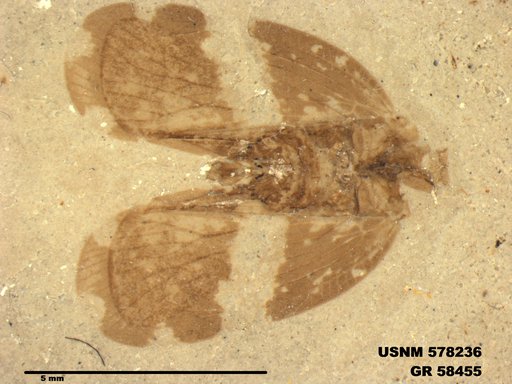 Genus sp