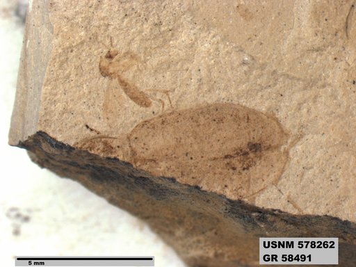 Insecta