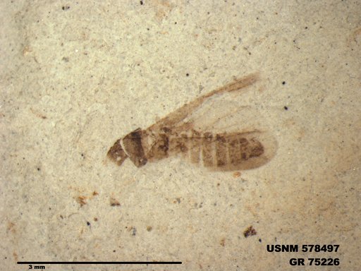 Genus sp