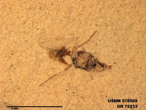 Genus sp