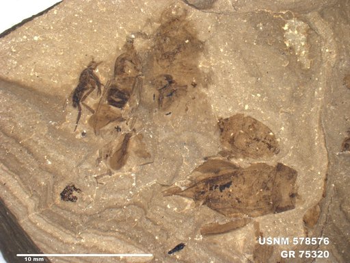 Genus sp