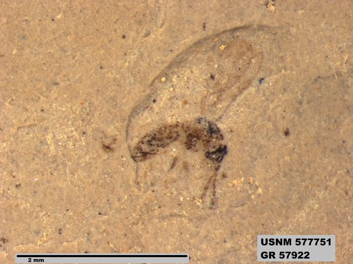 Insecta