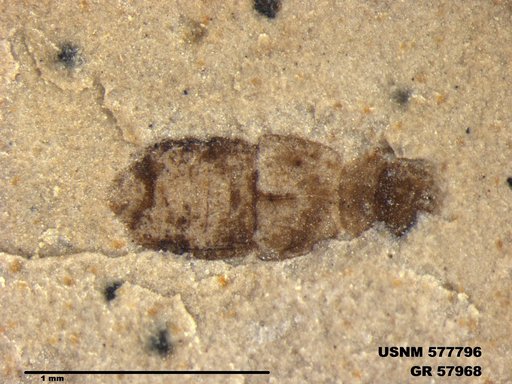 Insecta