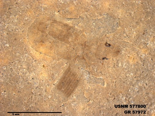 Insecta