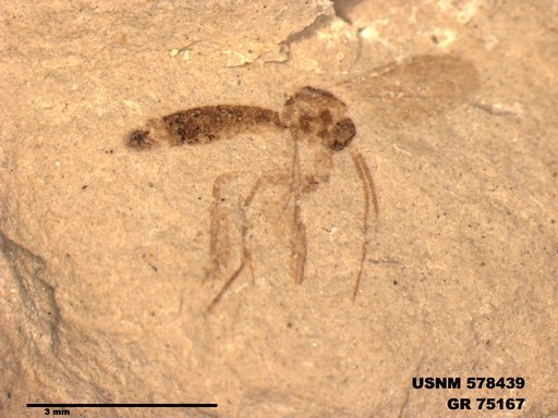 Genus sp