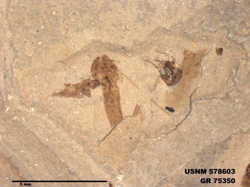 Genus sp