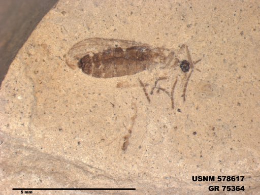Genus sp
