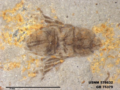 Genus sp
