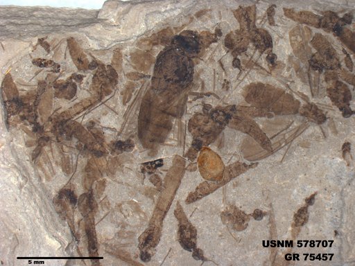 Insecta
