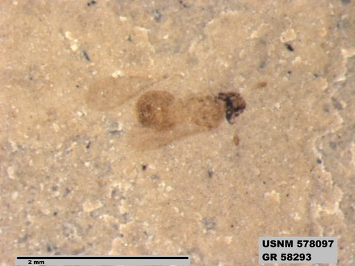 Insecta