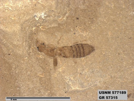 Insecta