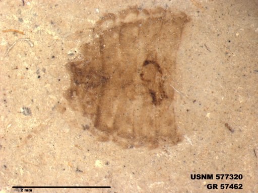 Genus sp