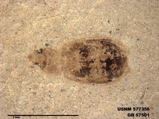 Insecta