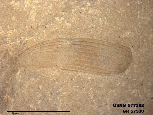 Insecta