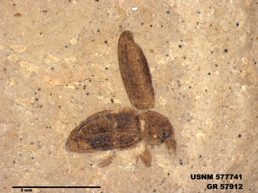 Insecta