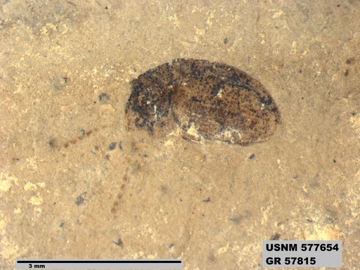 Insecta
