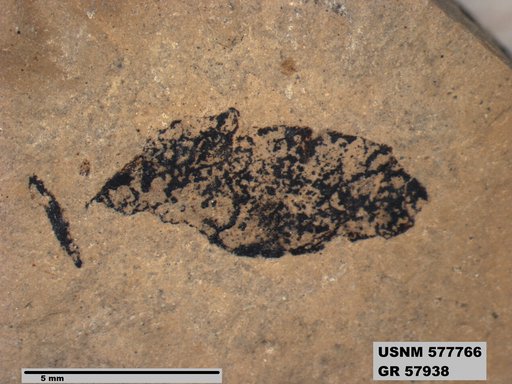 Insecta