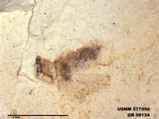 Insecta