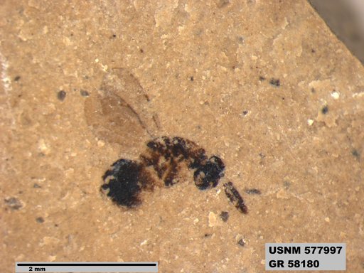 Insecta