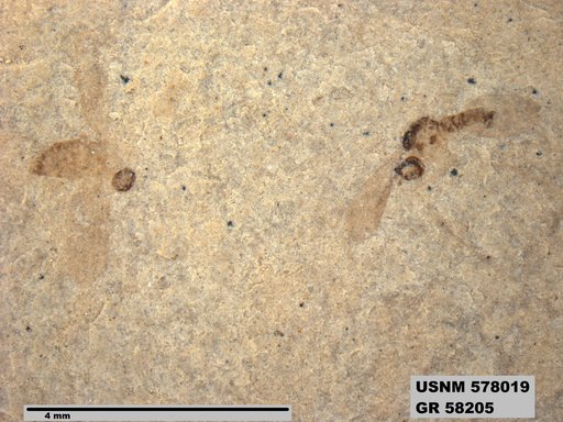 Insecta