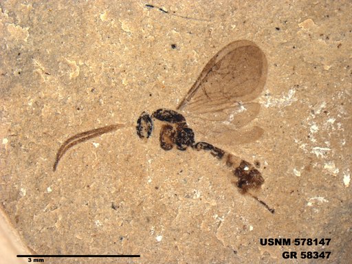 Insecta