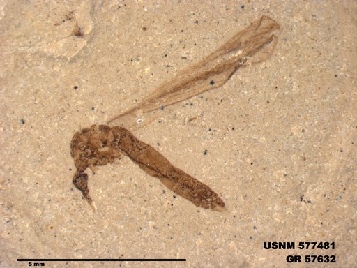 Insecta
