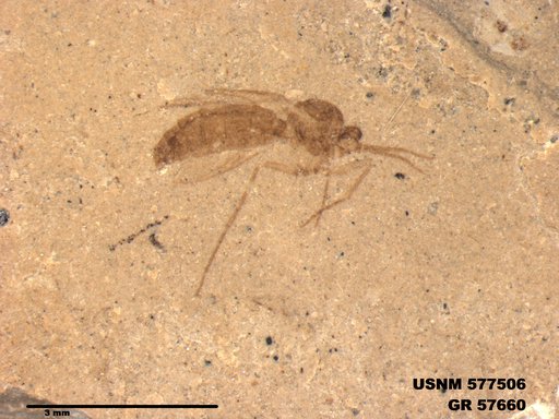 Insecta