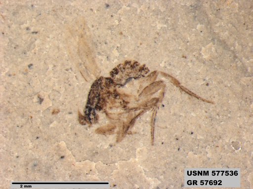 Insecta