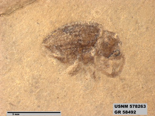 Insecta