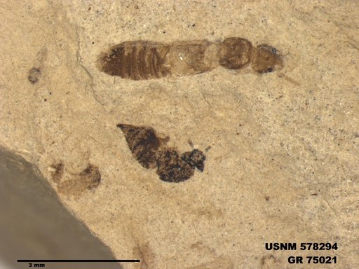Insecta