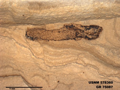Genus sp