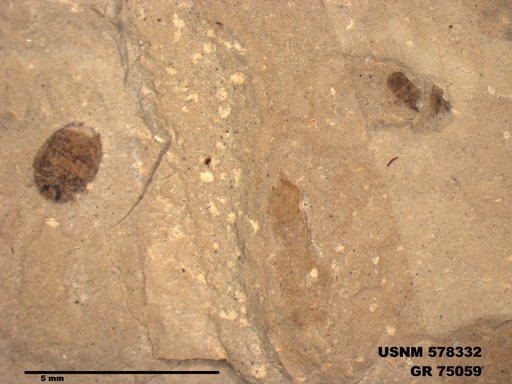 Insecta