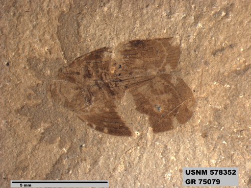 Tipula sp