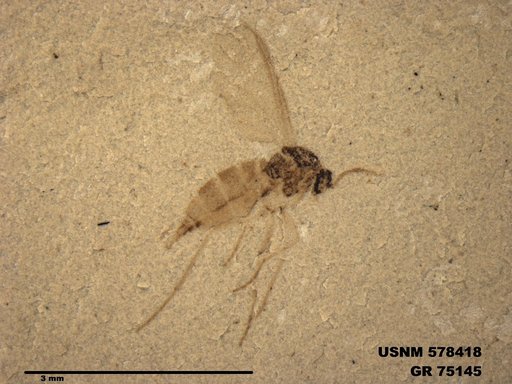 Genus sp