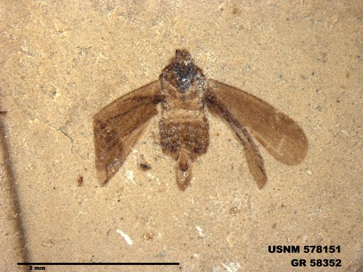 Genus sp