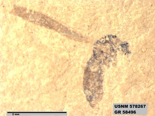 Insecta