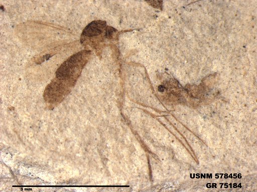Genus sp