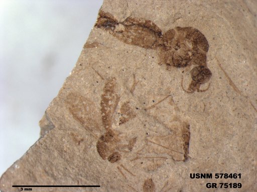Genus sp