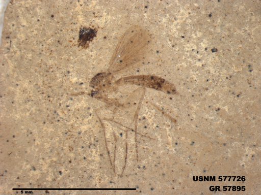 Insecta