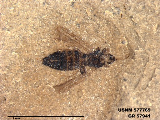 Insecta