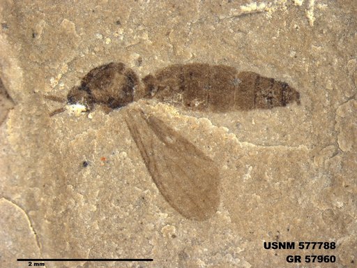 Insecta