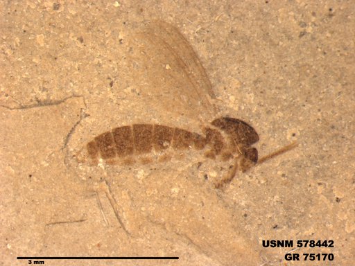 Genus sp
