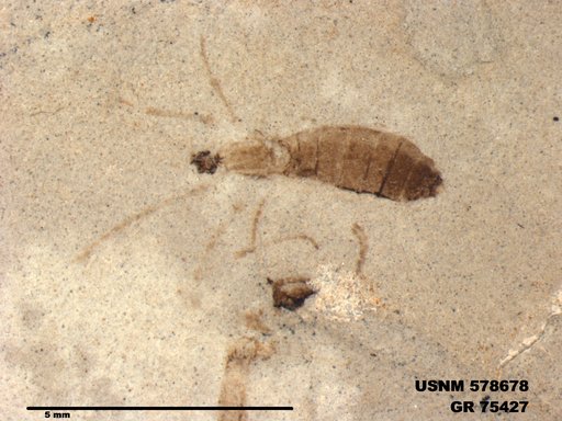 Insecta