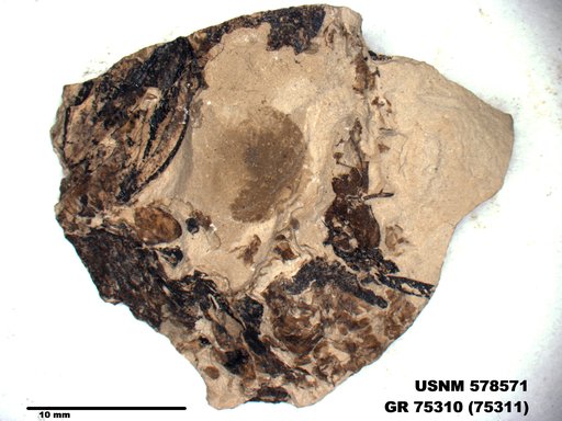 Genus sp
