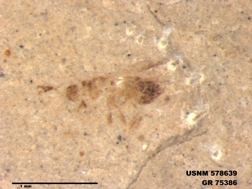 Genus sp