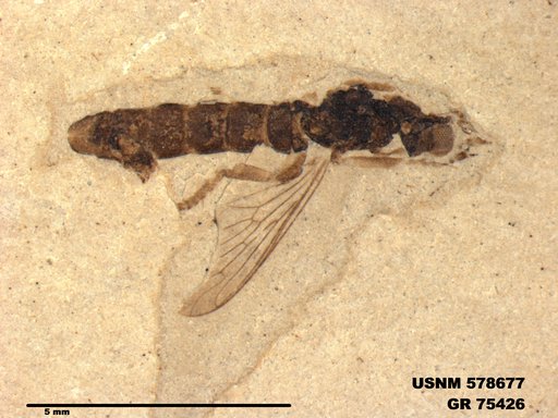 Insecta