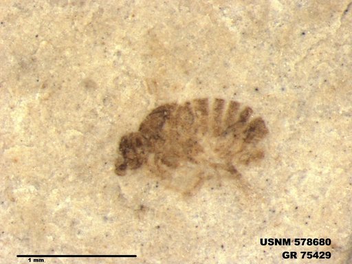Insecta