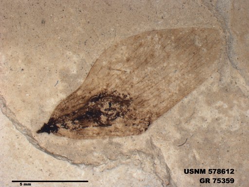 Insecta